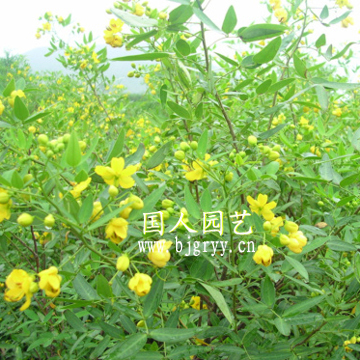 伞房决明